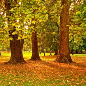 Herbst Fotografie Hintergrunde